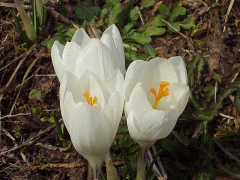 クロッカス