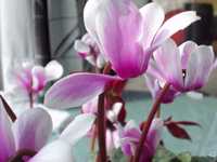 �V�N������