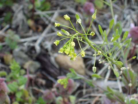 �C�k�i�Y�i