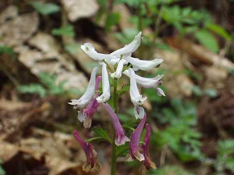 ムラサキケマン