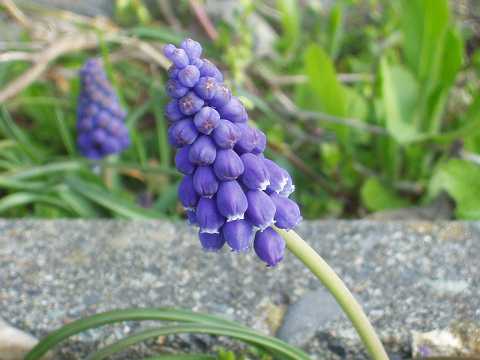 ���X�J��