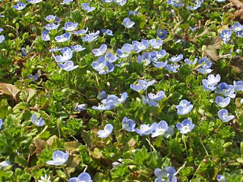 オオイヌノフグリ