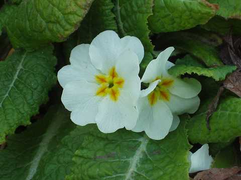 プリムラ・ポリアンサ