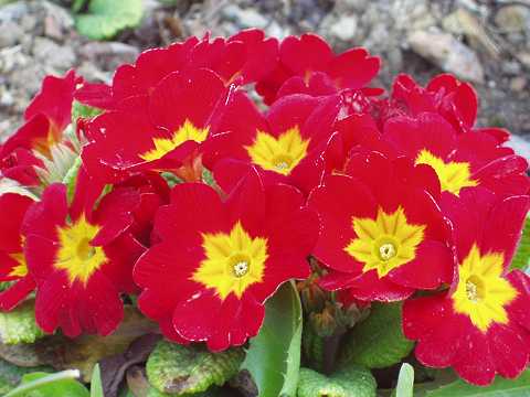 プリムラポリアンサ