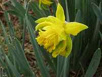 ���G�U�L�X�C�Z��