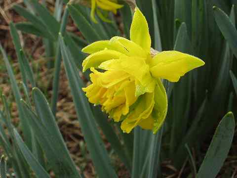 ヤエザキスイセン