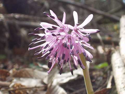 ショウジョウバカマ