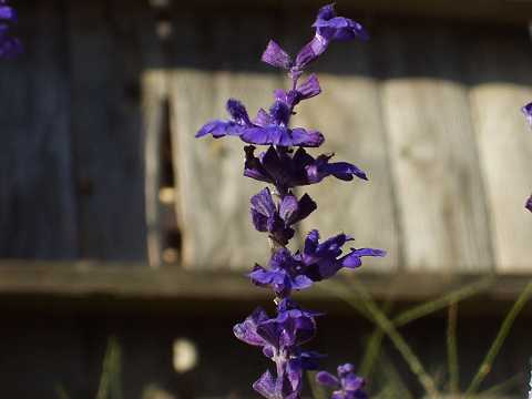 ブルーサルビア