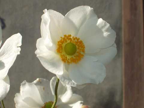 シュウメイギク