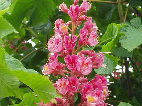 ベニバナトチノキ