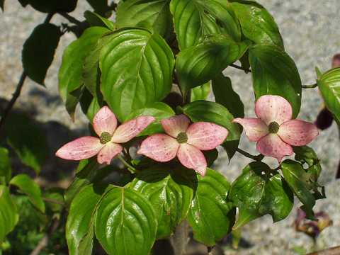 ベニバナヤマボウシ