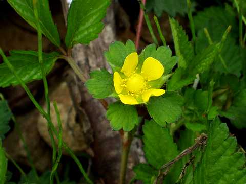ヤブヘビイチゴ