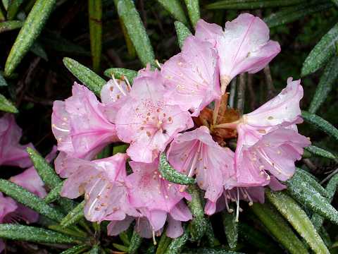 ホソバシャクナゲ