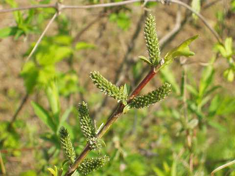 イヌコリヤナギ