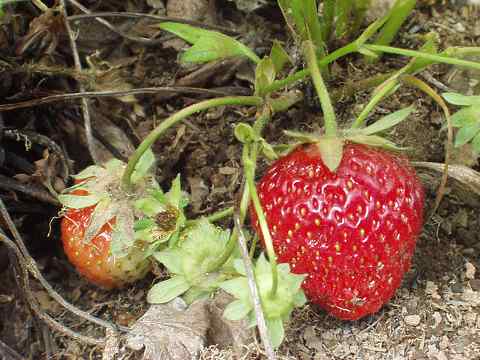 イチゴ