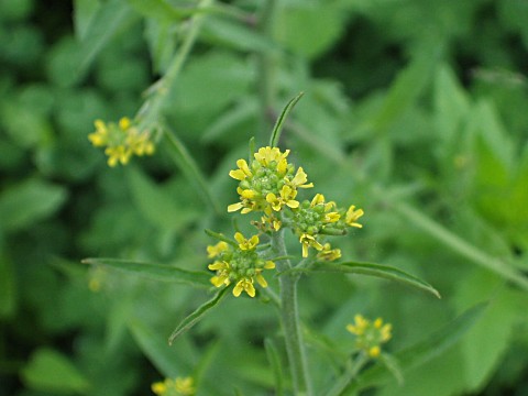 カキネガラシの花