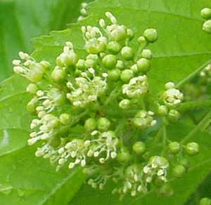 カラコギカエデ