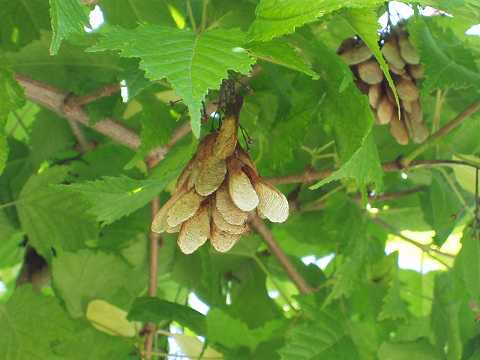 カラコギカエデ