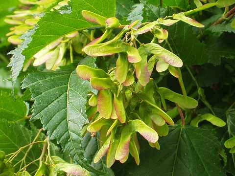 カラコギカエデ