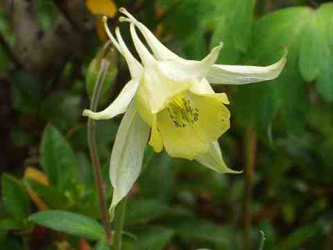 �L�o�i�m���}�I�_�}�L