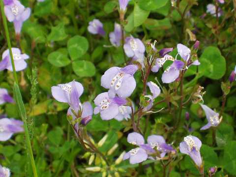 ƒ€ƒ‰ƒTƒLƒTƒMƒSƒP