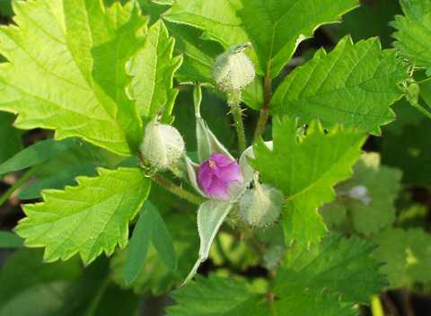 �i���V���C�`�S