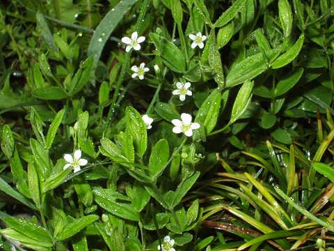 オオヤマフスマ