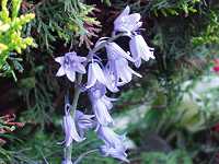 �V���[�E�J���p�k���[�^