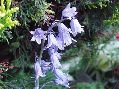 シラー・カンパヌラータ