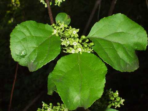 ツルウメモドキ