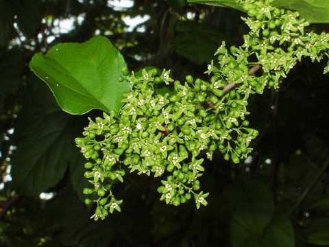 ツルウメモドキ