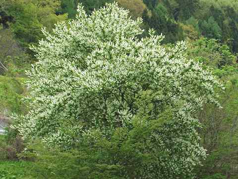 �E���~�Y�U�N��