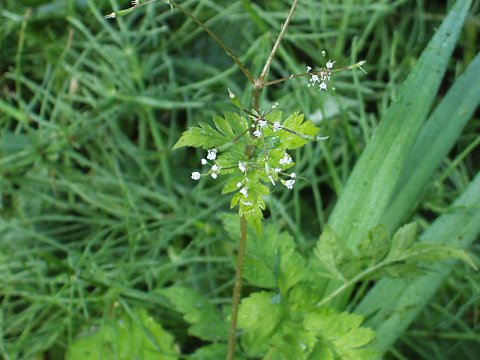 ���u�j���W��