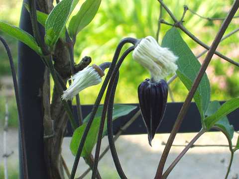 クレマチス・ローグチ