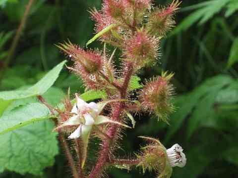 エビガライチゴ