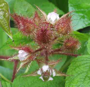 エビガライチゴ