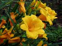 �w�����J���X