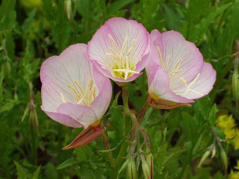 ヒルザキツキミソウ