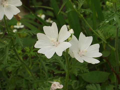 ジャコウアオイ