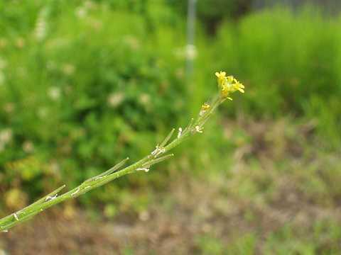 カキネガラシの花
