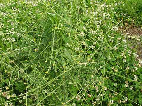 カキネガラシの花