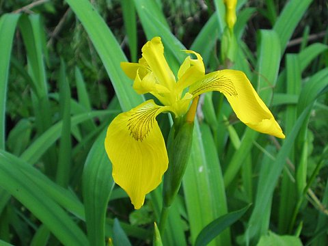 �L�V���E�u