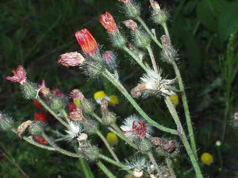 コウリンタンポポ