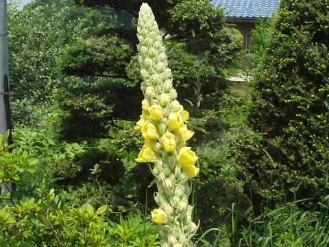 ビロードモウズイカ