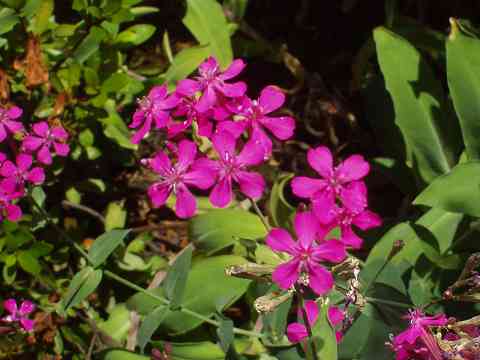 ムシトリナデシコ