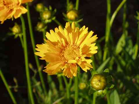 オオキンケイギク