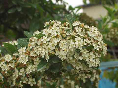 ピラカンサの実