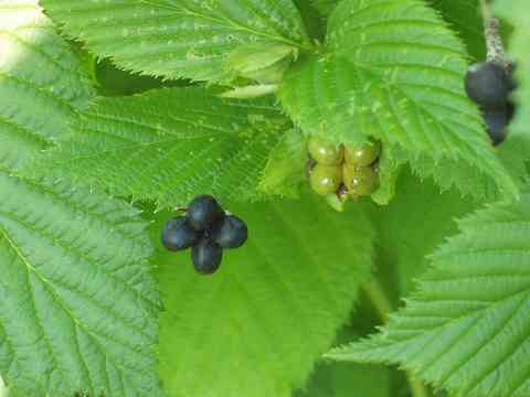 シロヤマブキの実