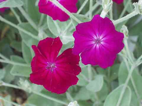 �X�C�Z���m�E