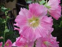 �^�`�A�I�C